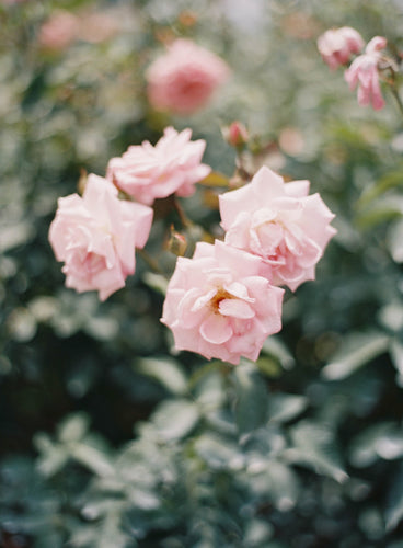 Biltmore Gardens