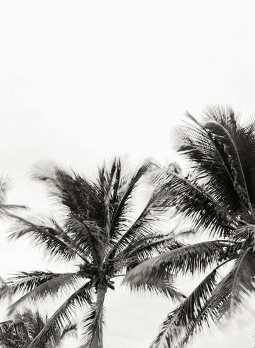 The Breeze